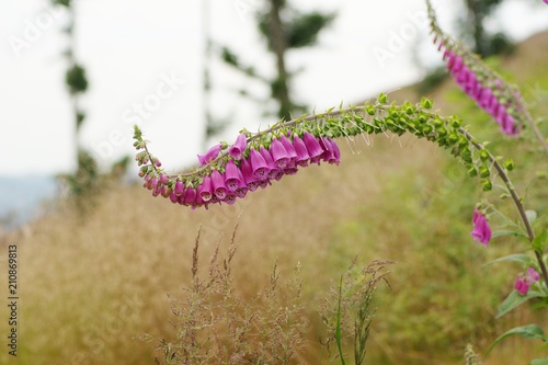 Digitalis purpurea.