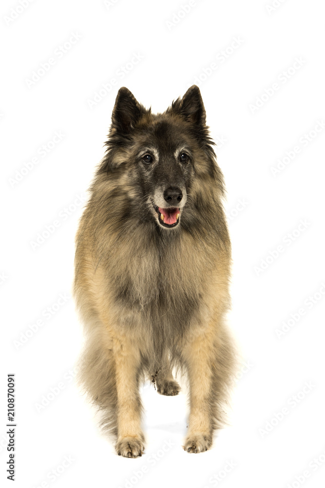 Portrait of a senior tervueren shepherd dog standing facing the camera isolated on a white background Portrait of a senior tervueren shepherd dog standing facing the camera isolated on a white background