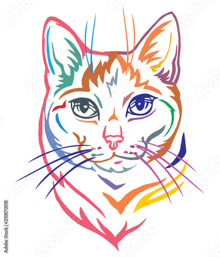 Colorful decorative portrait of Mongrel Cat vector illustration © alinart
