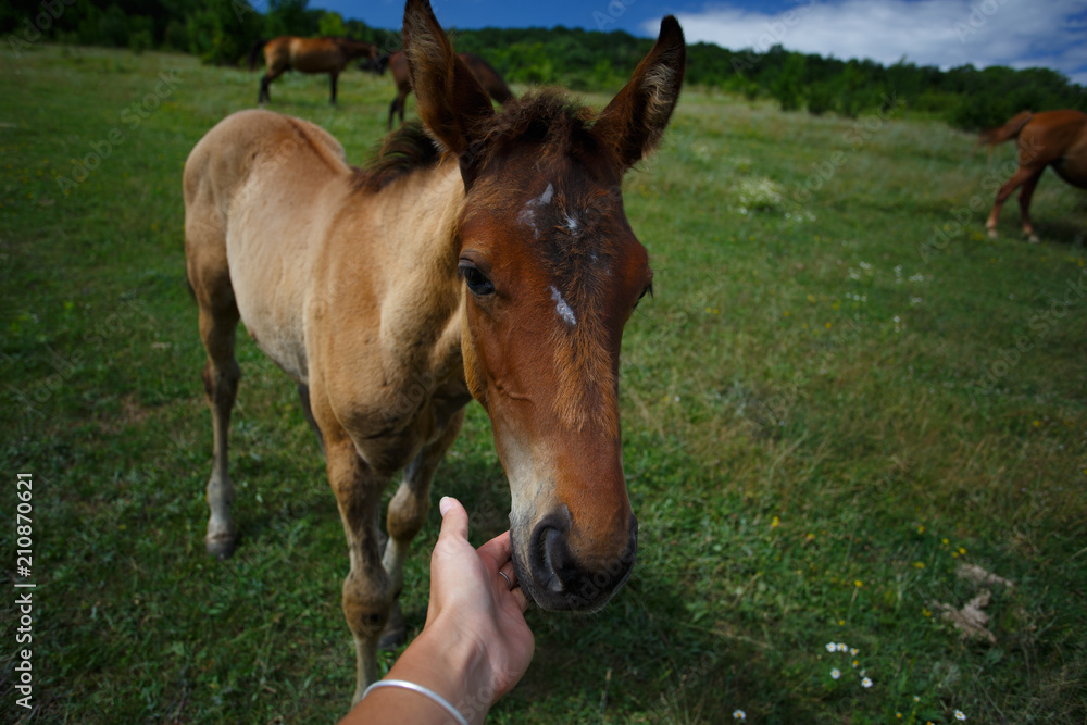 Fototapeta premium Wild horses walking in the walley