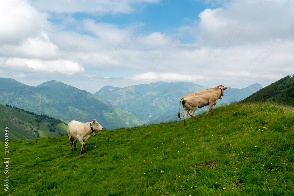 Cows grazing in pastures of the Alps