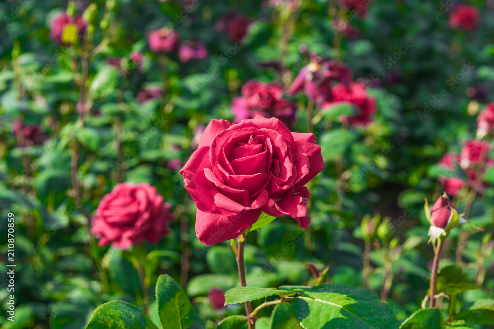 Lovely red roses blooming in the garden Lovely red roses blooming in the garden
