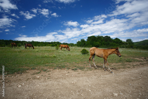 Wild horses walking in the walley © daranna