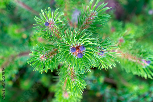 young pine-tree cones on the branch