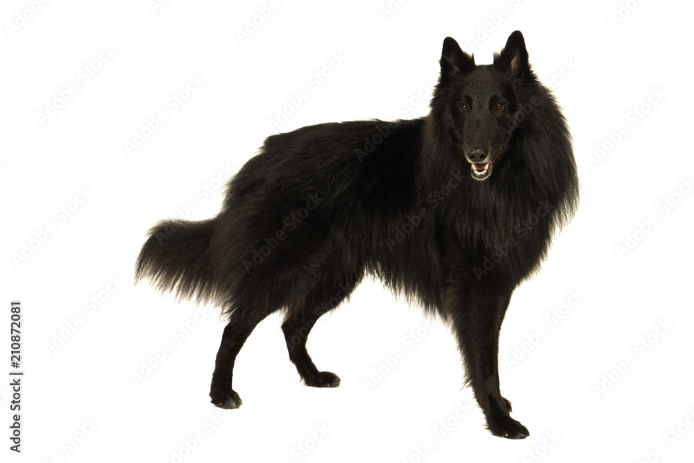 Fototapeta premium Portait of a black groenendaeler belgian shepherd dog isolated on white looking at the camera