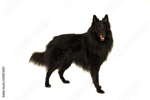 Obraz na plátne Portait of a black groenendaeler belgian shepherd dog isolated on white looking