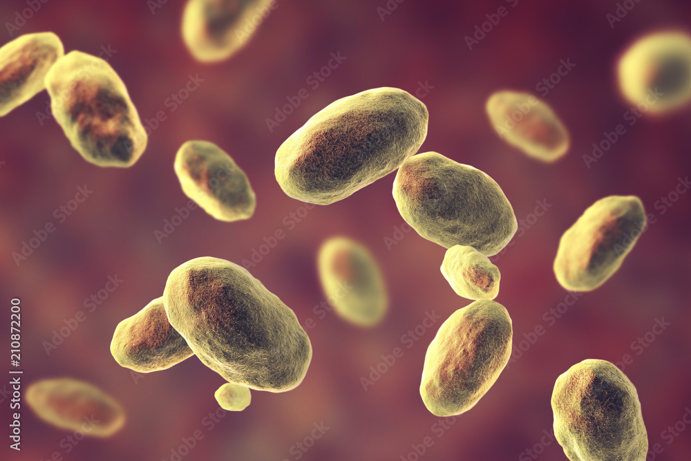 Yersinia enterocolitica bacteria, 3D illustration. Gram-negative ...