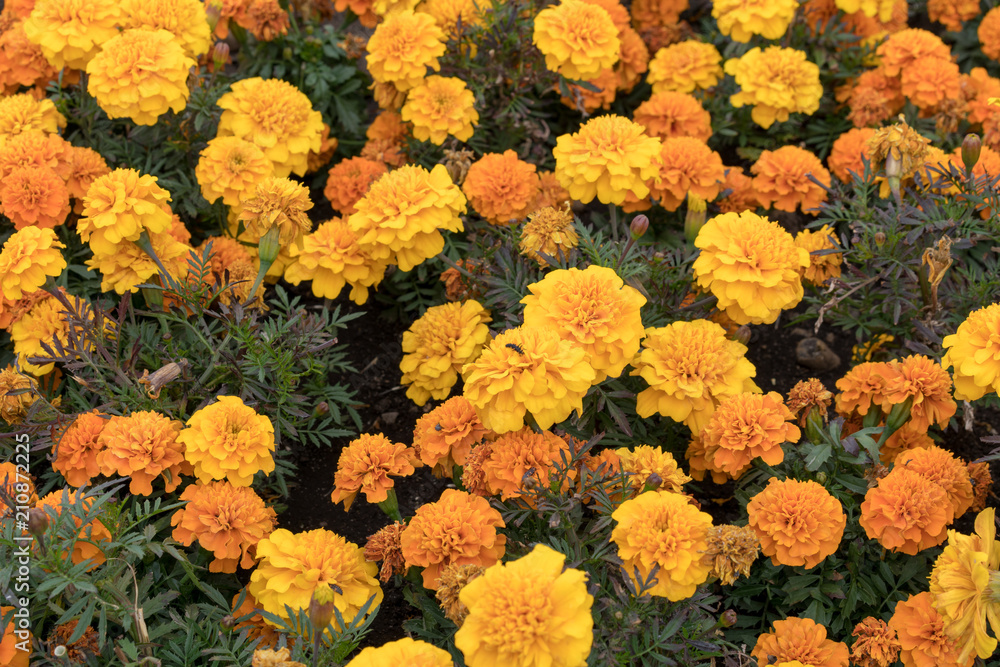 Marigolds Tagetes erecta, the Mexican marigold or Aztec marigold, is a species of the genus Tagetes native to Mexico. Despite its being native to the Americas, it is often called African marigold. - obrazy, fototapety, plakaty 