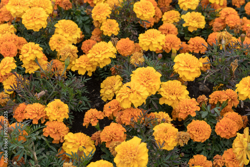 Marigolds Tagetes erecta, the Mexican marigold or Aztec marigold, is a species of the genus Tagetes native to Mexico. Despite its being native to the Americas, it is often called African marigold.