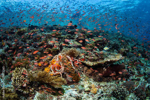Fototapeta Naklejka Na Ścianę i Meble -  Colorful Anthias and Beautiful Coral Reef in Alor