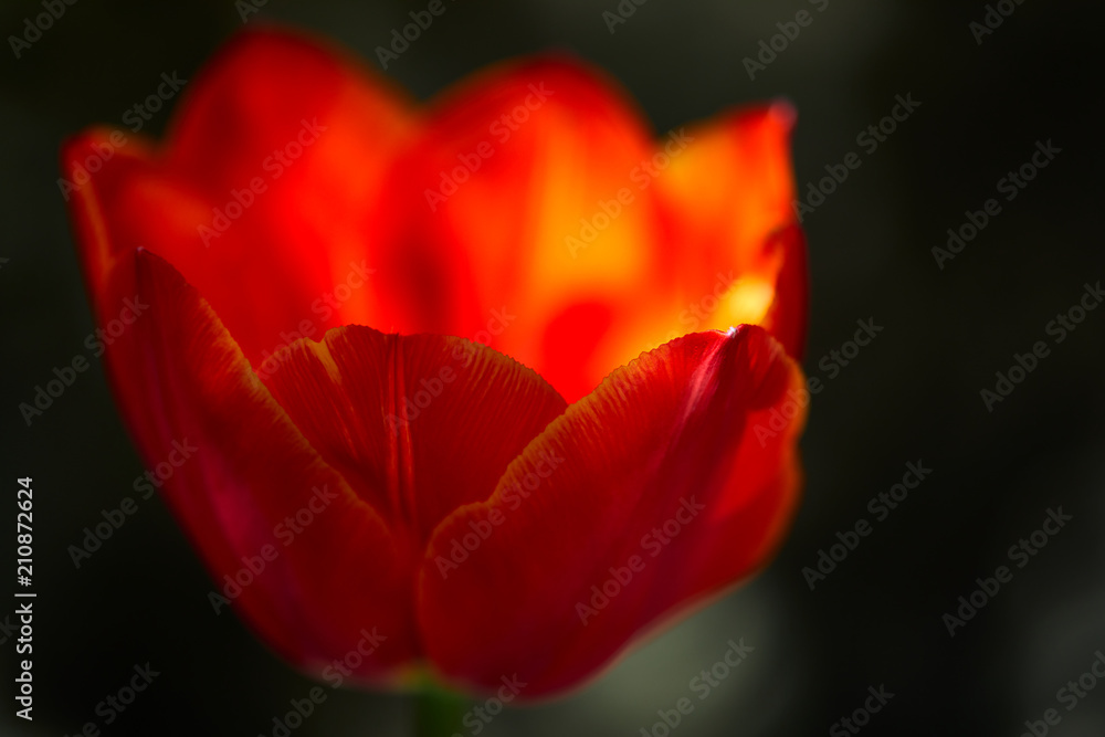 Tulip Study Tulip Study