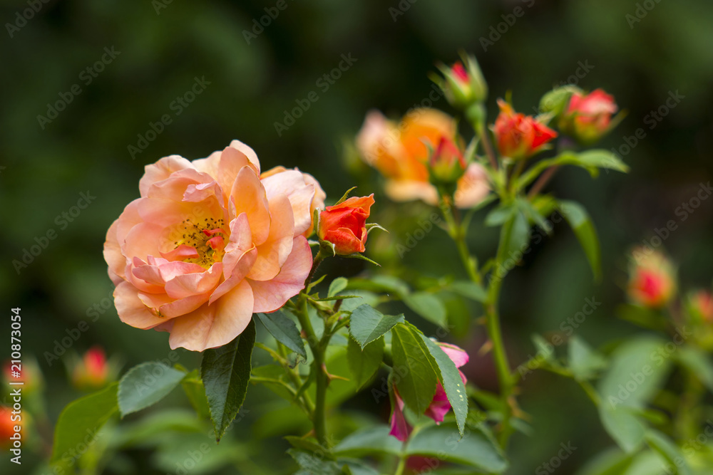 orange roses in the garden