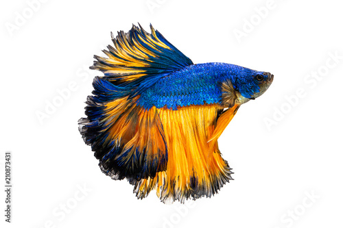 Quadro su tela The moving moment beautiful of siamese betta fish in thailand on isolated white background