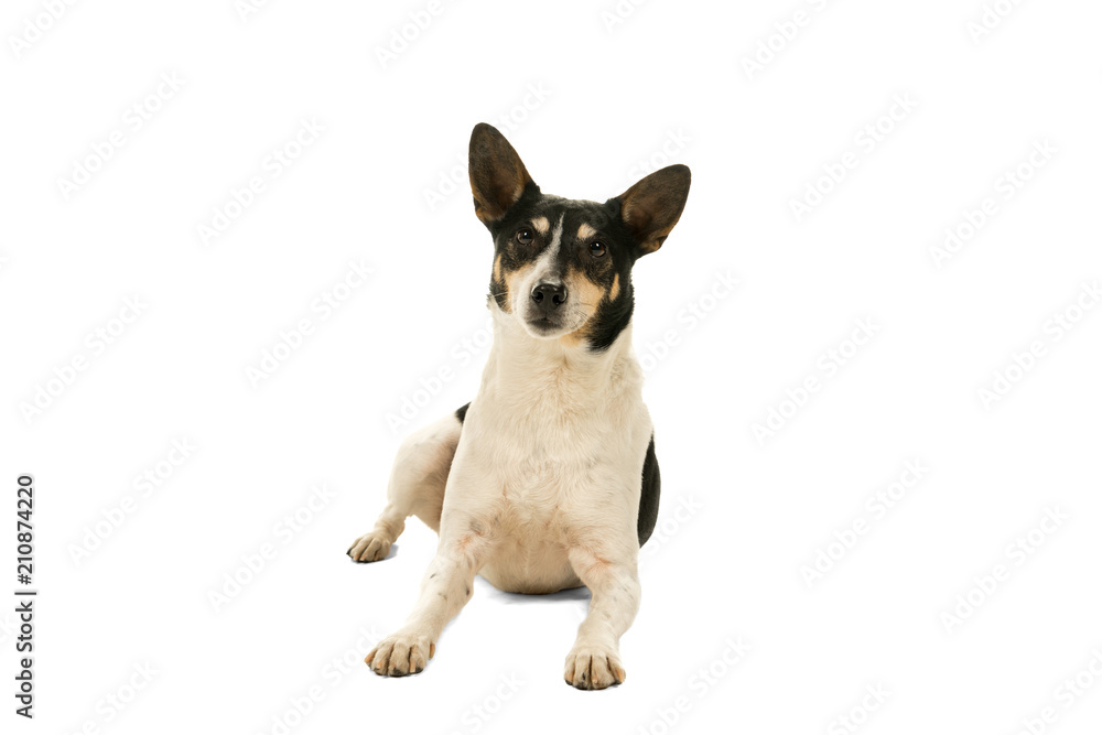 Dutch boerenfox terrier dog lying down facing the camera isolated on a white background