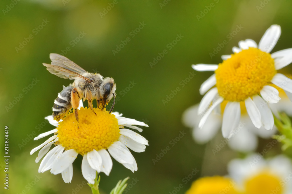 Flower bee on flower in its natural environment Flower bee on flower in its natural environment