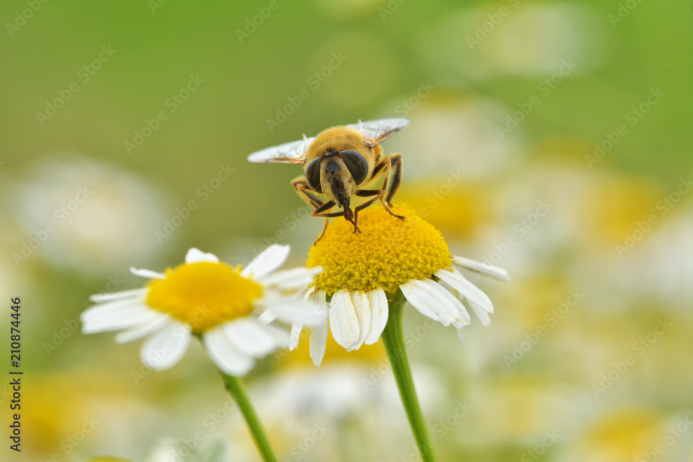 Flower bee on flower in its natural environment Flower bee on flower in its natural environment