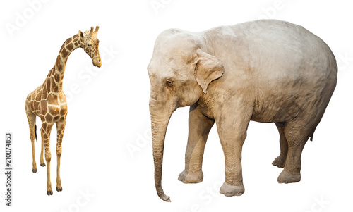 giraffe and elephant savana wild animals isolated on white