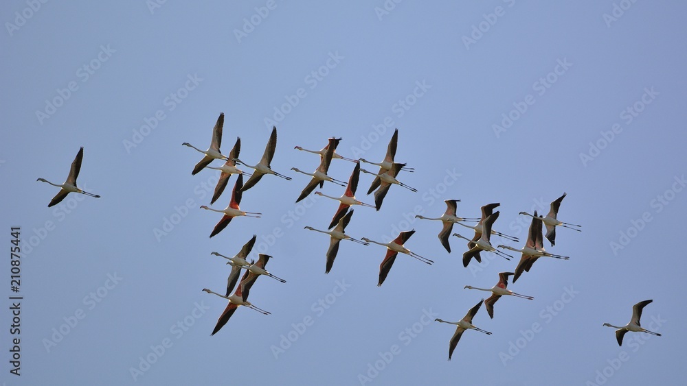Greater Flamingo (Phoenicopterus roseus), Greece Greater Flamingo (Phoenicopterus roseus), Greece