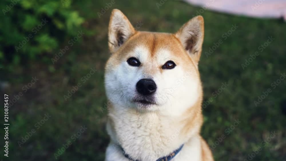 Close-up slow motion portrait of cute shiba inu dog looking at camera sitting on green grass in the park. Animals, pets and nature concept. Close-up slow motion portrait of cute shiba inu dog looking at camera sitting on green grass in the park. Animals, pets and nature concept.