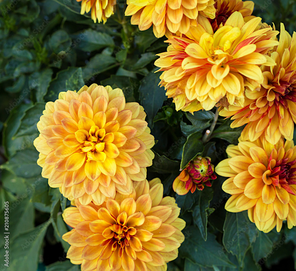 Beautiful orange and yellow chrysanthemum background or wallpaper. Chrysanthemum flowers close up. Beautiful orange and yellow chrysanthemum background or wallpaper. Chrysanthemum flowers close up.
