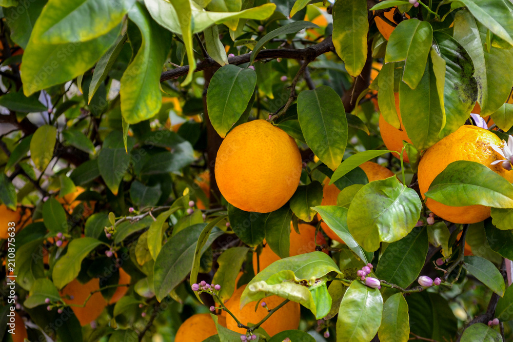 Close up of orange tree. Close up of orange tree.