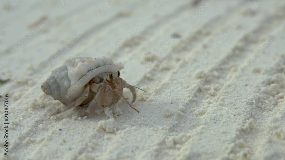 Kleine Krabbe bewegt sich auf Sandboden Kleine Krabbe bewegt sich auf Sandboden