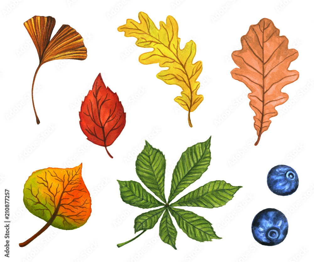 Obraz premium Watercolor set of beautiful colorful autumn leaves isolated on white background.