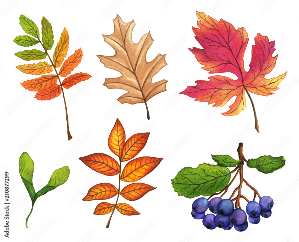 Naklejka premium Set of hand painted watercolor leaves, fruits and branches. Isolated objects on white background. Autumn foliage clip art.