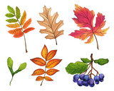 Set of hand painted watercolor leaves, fruits and branches. Isolated objects on white background. Autumn foliage clip art.