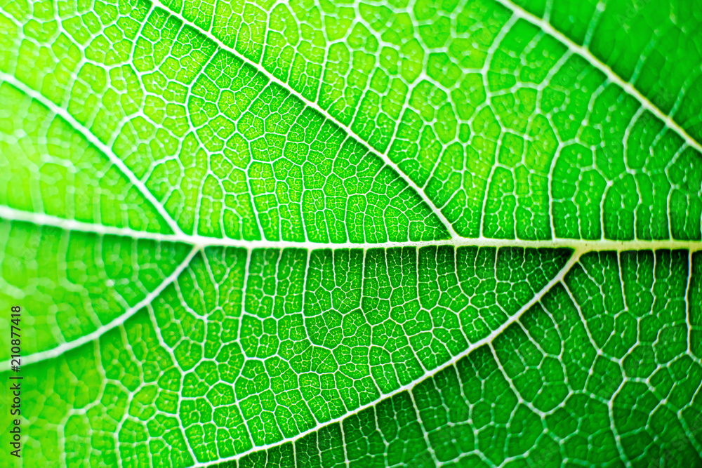 Macro leaf green background , wapaper Macro leaf green background , wapaper
