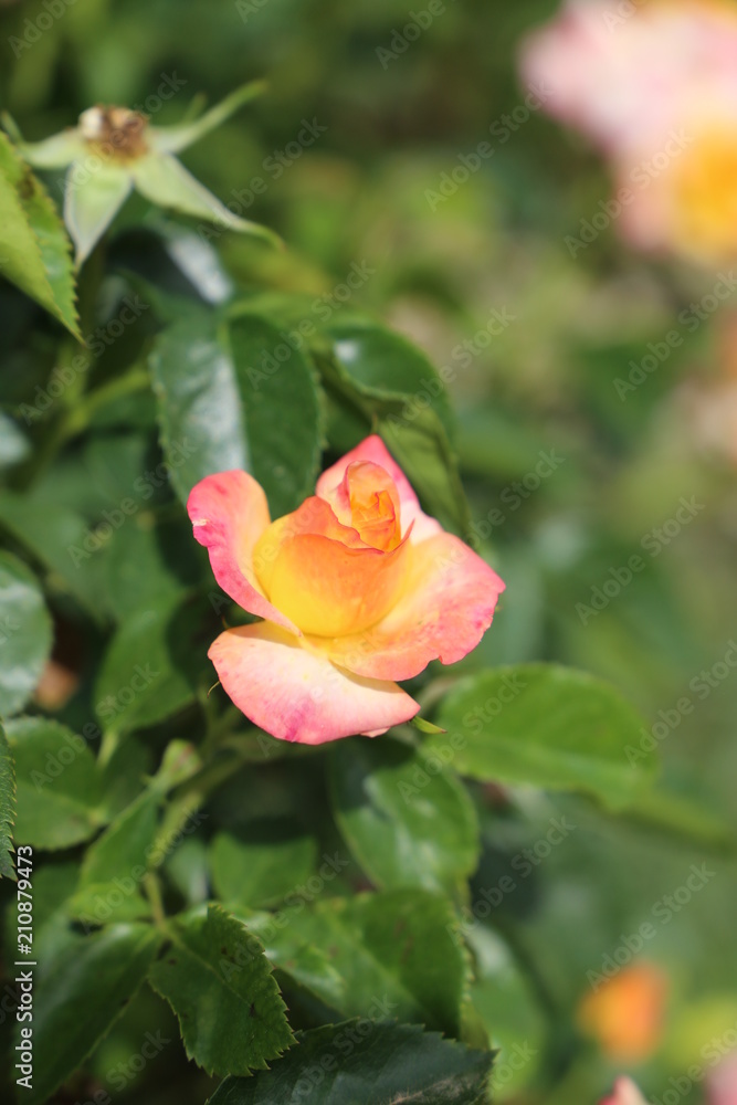 Rosa Rosa