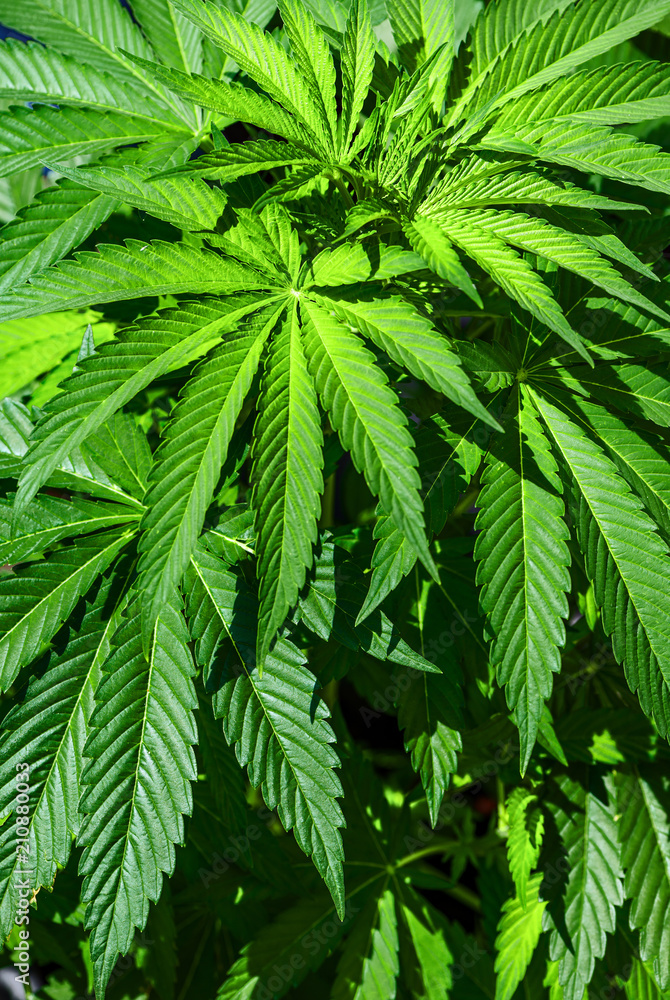 detail view of young cannabis plant detail view of young cannabis plant