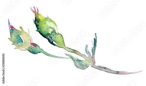 watercolor rose bud with leaves, design element