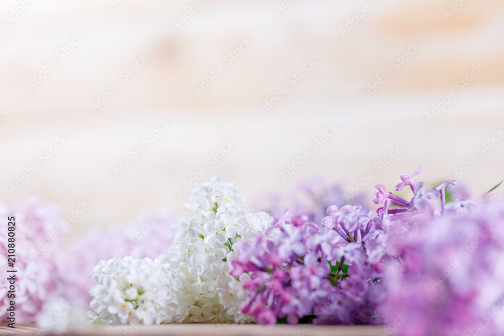 Delicate flowers of snow-white and purple lilacs. Close-up.