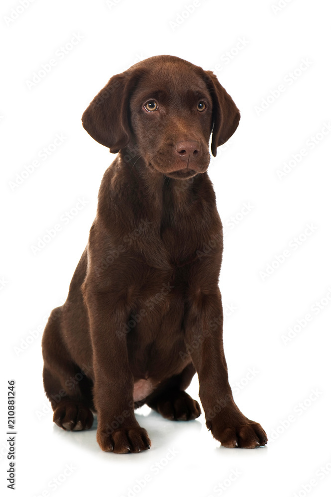 Sitzender Labrador Retriever Welpe isoliert auf weißem Grund Sitzender Labrador Retriever Welpe isoliert auf weißem Grund