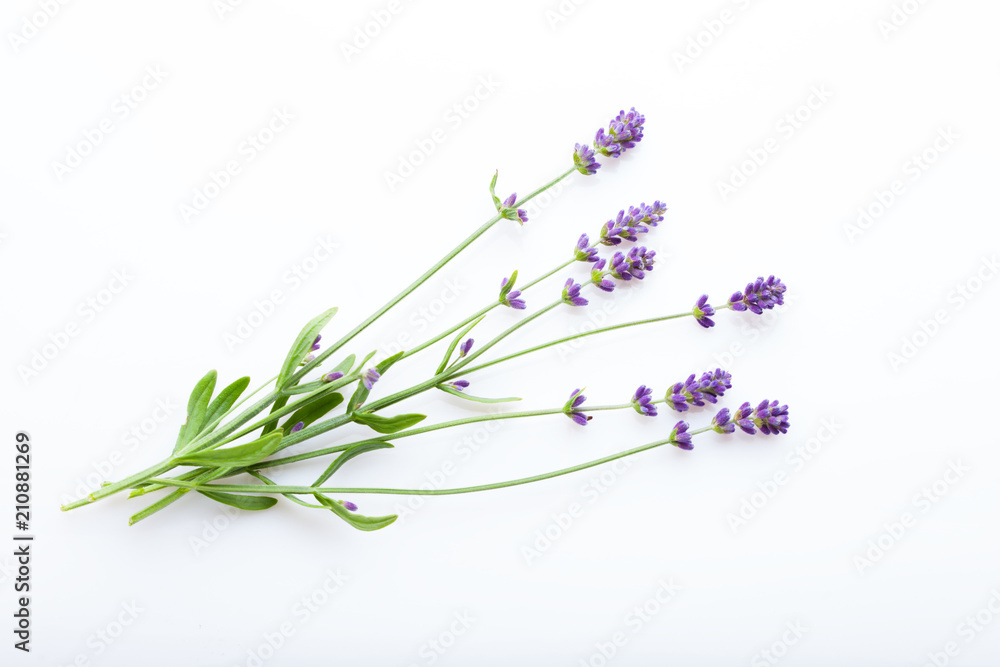 Lavender flowers on a white background Stock Photo | Adobe Stock