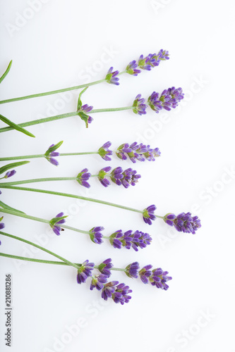 Fototapeta Naklejka Na Ścianę i Meble -  Lavender flowers on a white background