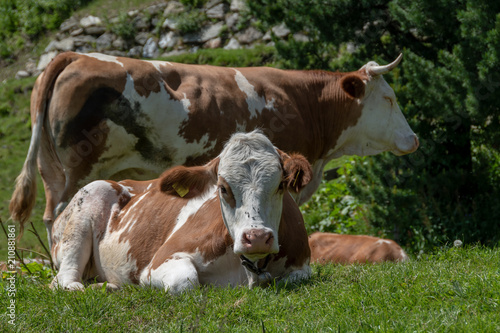 Kalb auf der Alm