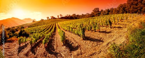 Photography Sunrise on a hillside vineyard in Sardinia