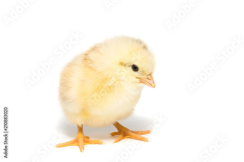 Chicken on white background © alexbush