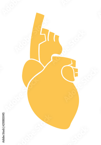 Anatomical Human Heart Sign. Flat design. Vector. Isolated on white background photo