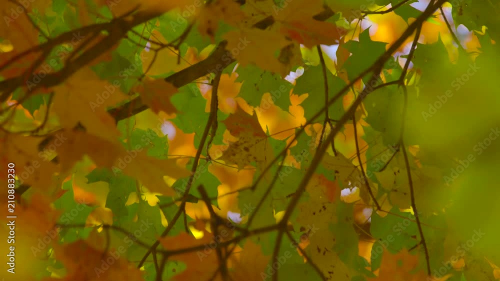 Closeup of Leaves Fluttering in Beautiful Fall Colors Closeup of Leaves Fluttering in Beautiful Fall Colors