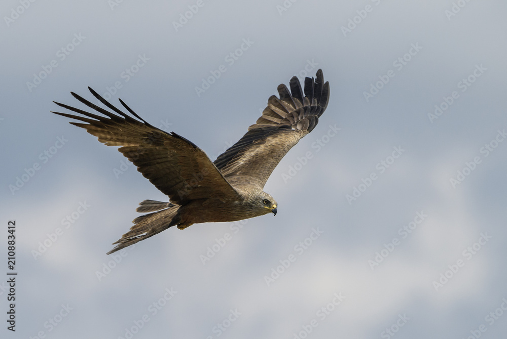 Obraz premium Black Kite - Milvus migrans, beautiful large raptor from Old World forests and hills, Eastern Rodope mountains, Bulgaria.