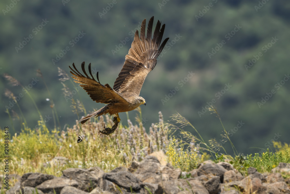 Black Kite - Milvus migrans, beautiful large raptor from Old World forests and hills, Eastern Rodope mountains, Bulgaria. Black Kite - Milvus migrans, beautiful large raptor from Old World forests and hills, Eastern Rodope mountains, Bulgaria.