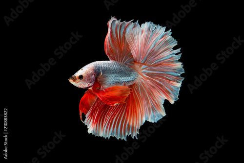 Foto The moving moment beautiful of siamese betta fish in thailand on black background