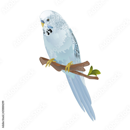 Bird Budgerigar, blue pet parakeet  or budgie or shell parakeet home pet on a white background vintage vector illustration editable hand draw