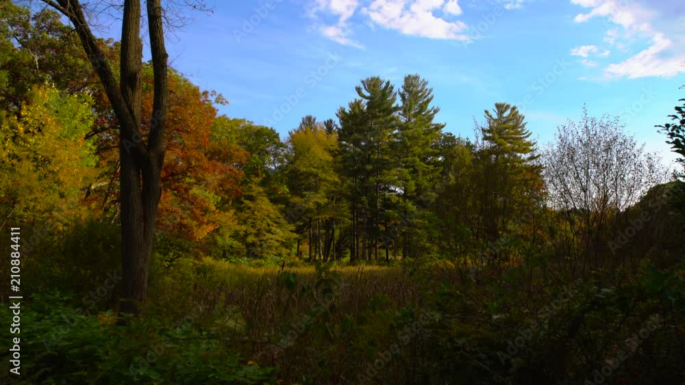 A forest scene, the trees are starting to change into a multitude of colors. A forest scene, the trees are starting to change into a multitude of colors.