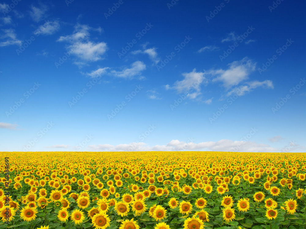 sunflowers field on sky sunflowers field on sky