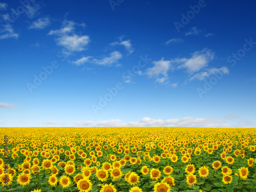 sunflowers field on sky