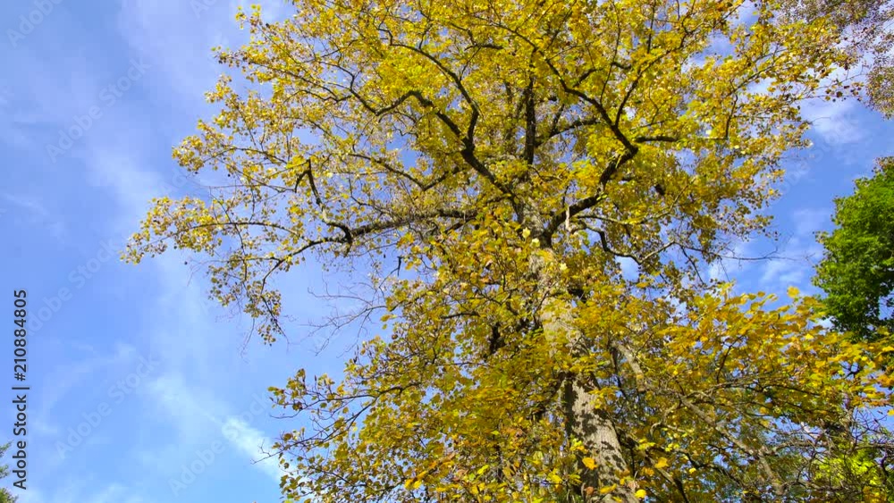 A tree is resplendent with beautiful yellow fall leaves on a clear day A tree is resplendent with beautiful yellow fall leaves on a clear day